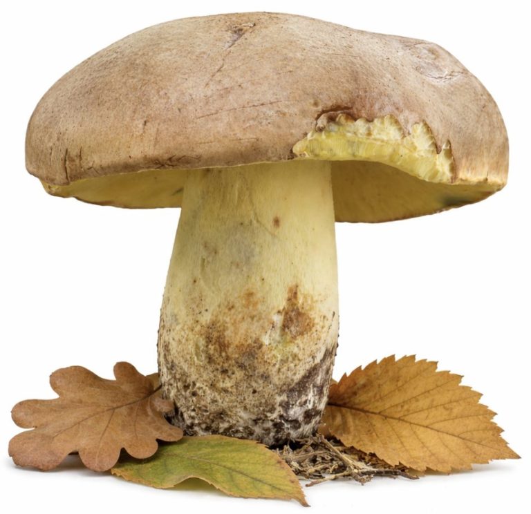 Боровик девичий (Butyriboletus appendiculatus)