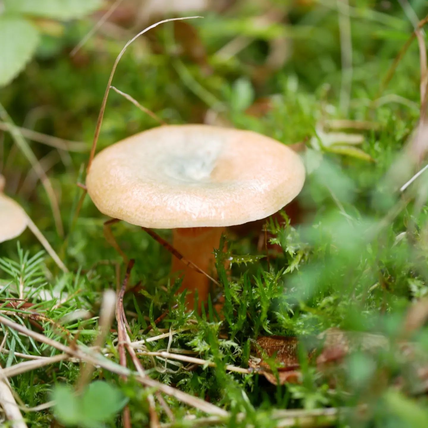 Рыжик еловый (Lactarius deterrimus)