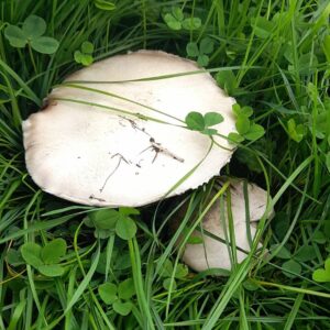 Шампиньон луговой (Agaricus campestris)