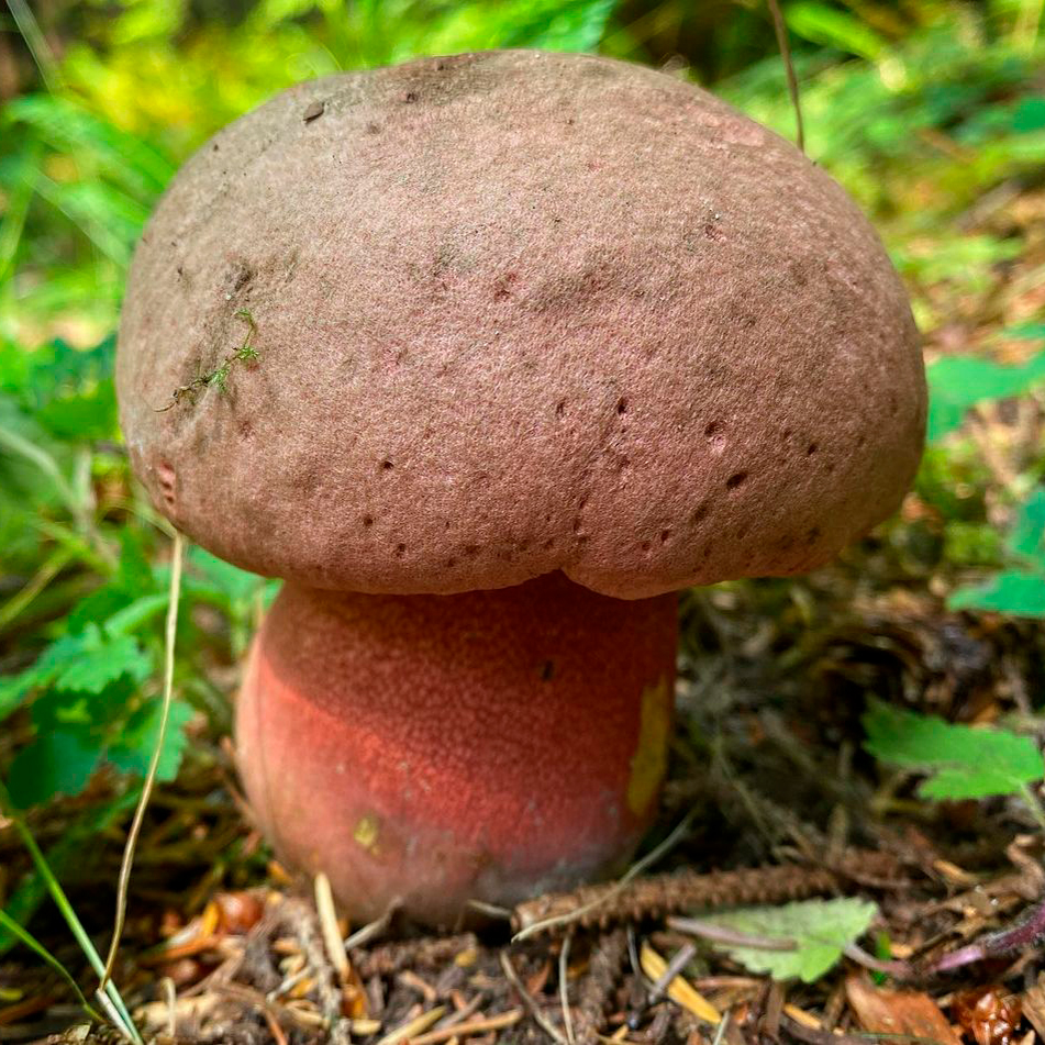 Боровик прекрасный (Rubroboletus pulcherrimus)