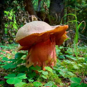 Боровик прекрасный (Boletus pulcherrimus)