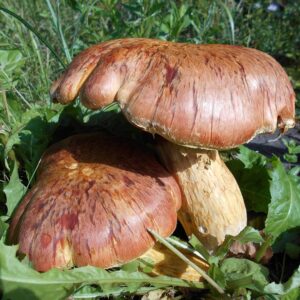 Рядовка перевязанная (Tricholoma Focale)
