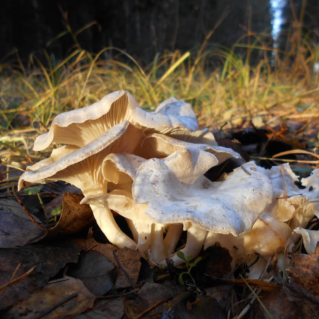Говорушка налиственная (Clitocybe phyllophila)