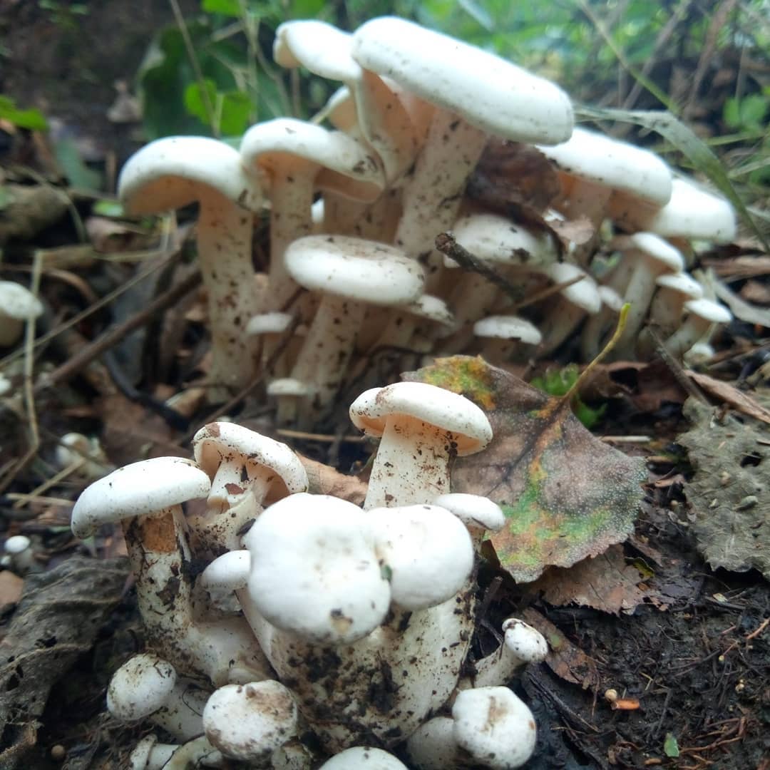 Рядовка сросшаяся (Leucocybe connata)
