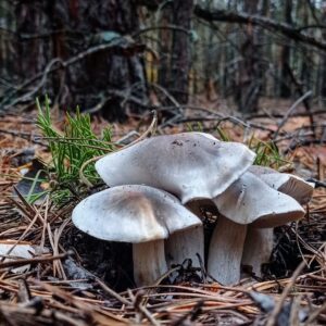 Рядовка мыльная (Tricholoma saponaceum)