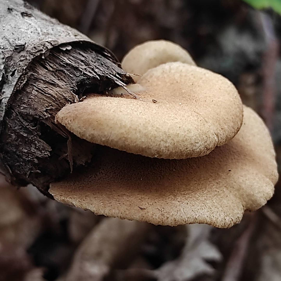 Свинушка уховидная (Tapinella panuoides)