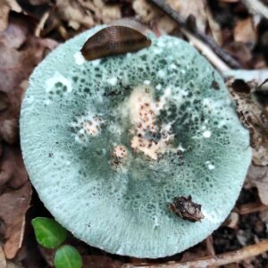 Сыроежка зеленоватая (Russula virescens)