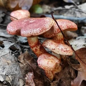 Паутинник ленивый (Cortinarius bolaris)