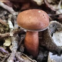 Каштановый гриб или гиропорус (Gyroporus castaneus)