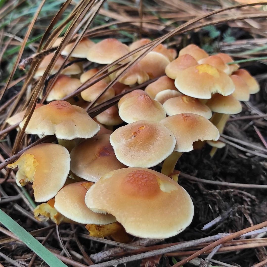 Опенок серно-желтый (Hypholoma fasciculare)