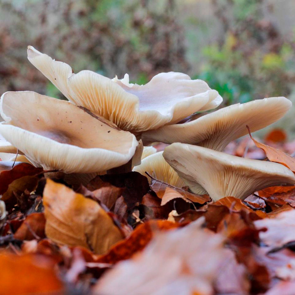 Груздь пергаментный (Lactarius pergamenus)