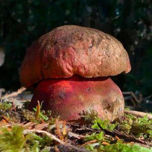 Боровик прекрасный (красивый) (Rubroboletus pulcherrimus)