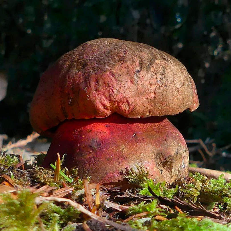 Боровик прекрасный (красивый) (Rubroboletus pulcherrimus)
