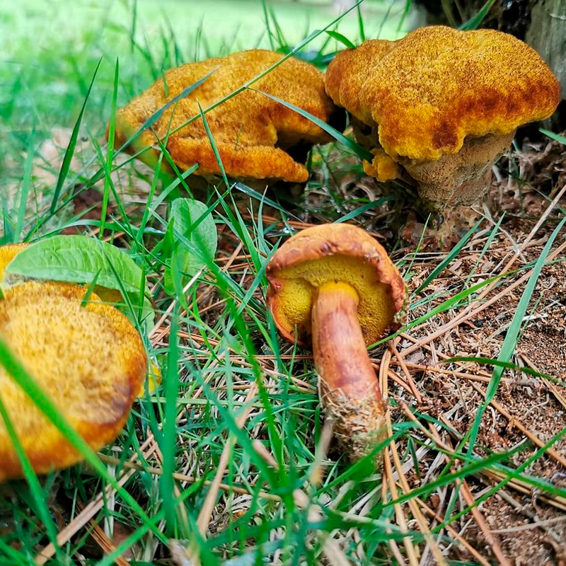 Моховик древесный (Buchwaldoboletus lignicola)