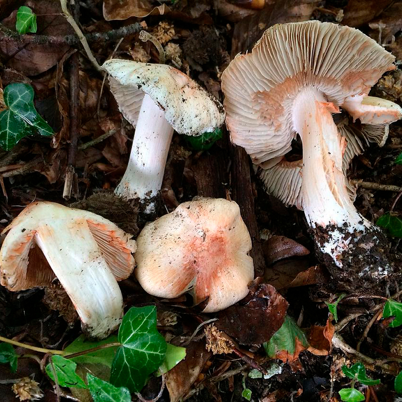 Волоконница Патуйяра (Inocybe patouillardii)