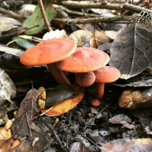 Млечник красноватый (Lactarius rufulus)