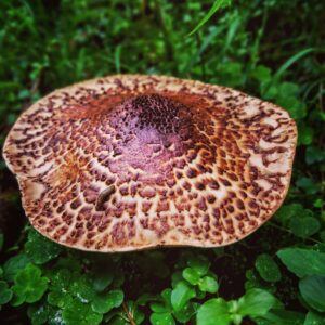 Лепиота шероховатая (Echinoderma asperum)