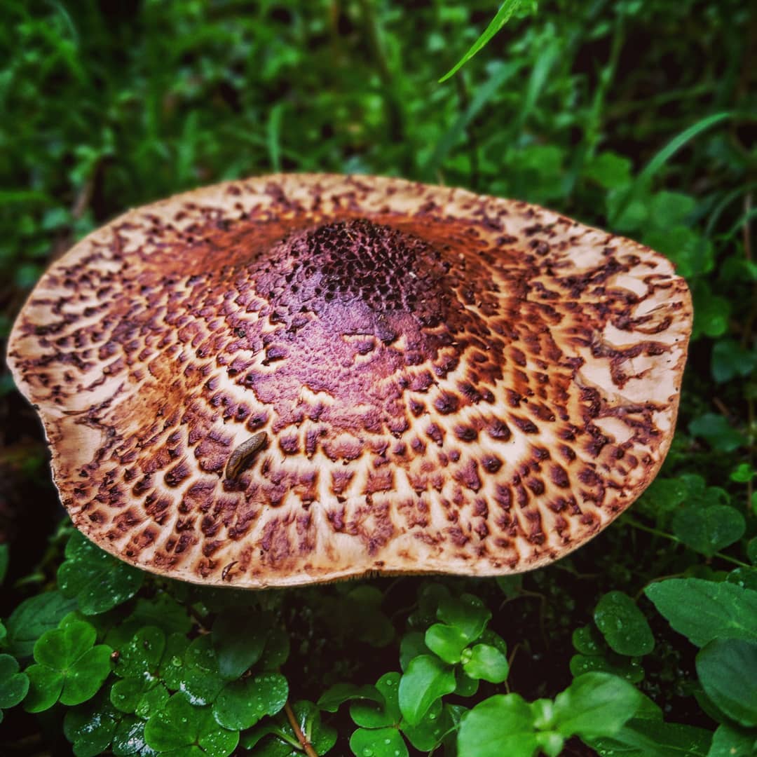 Лепиота шероховатая (Echinoderma asperum)