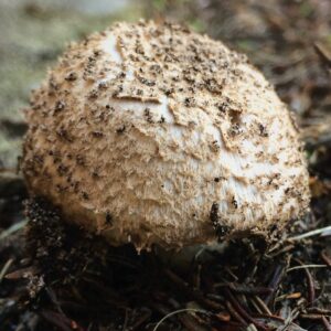 Белошампиньон длиннокорневой (Leucoagaricus barssii)
