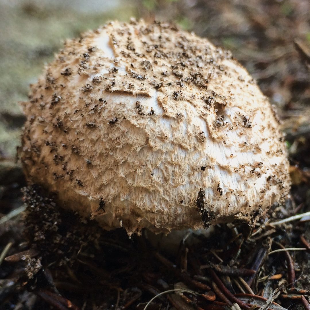 Белошампиньон длиннокорневой (Leucoagaricus barssii)