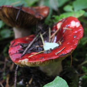 Сыроежка рвотная (Russula emetica)