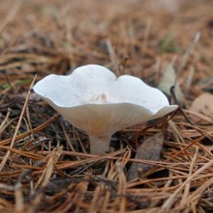 Говорушка восковатая (Clitocybe phyllophila)