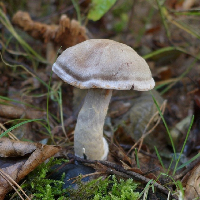 Паутинник необычный (Cortinarius anomalus)