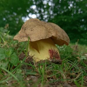 Полубелый гриб (Hemileccinum impolitum)