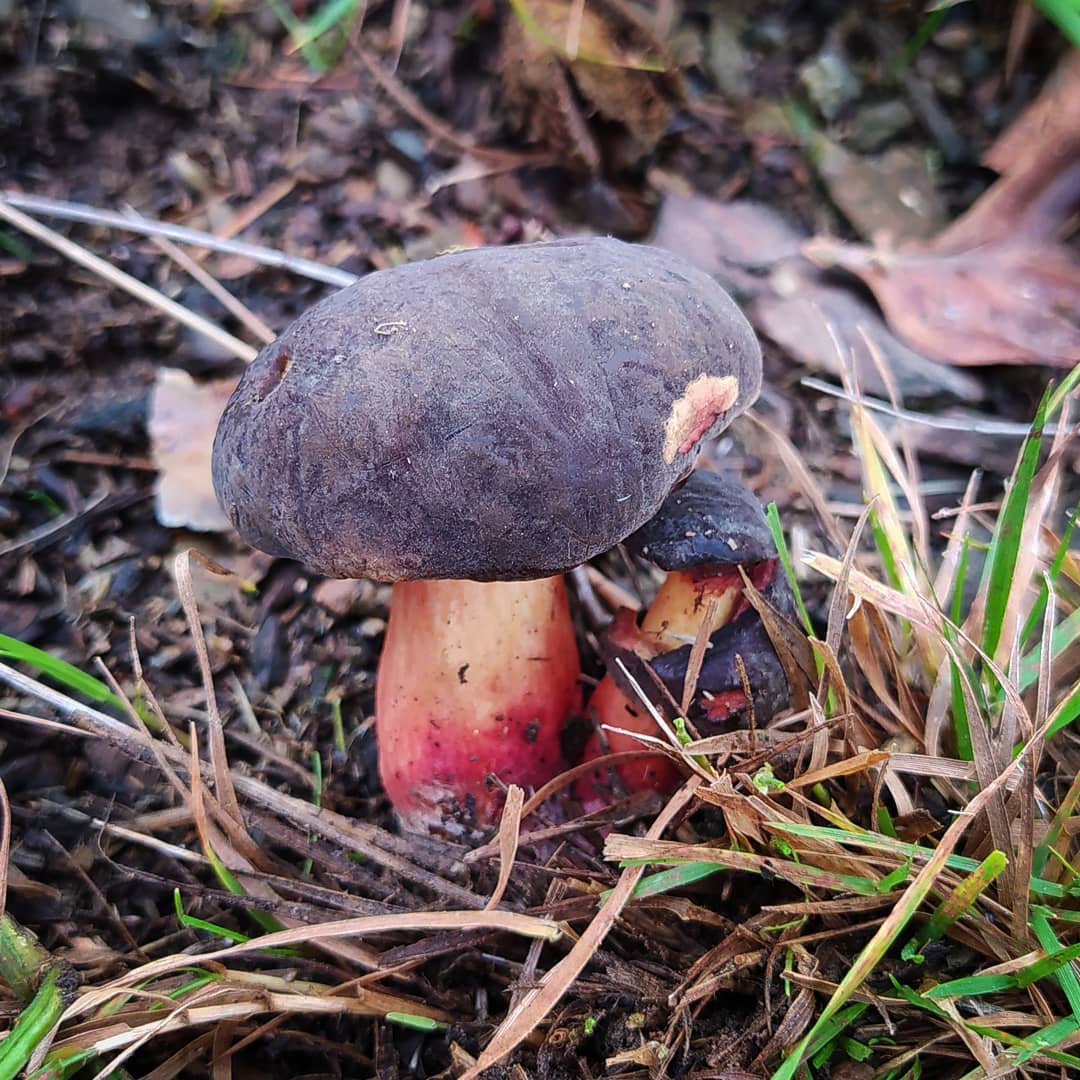 Моховик бархатный (Xerocomellus pruinatus)