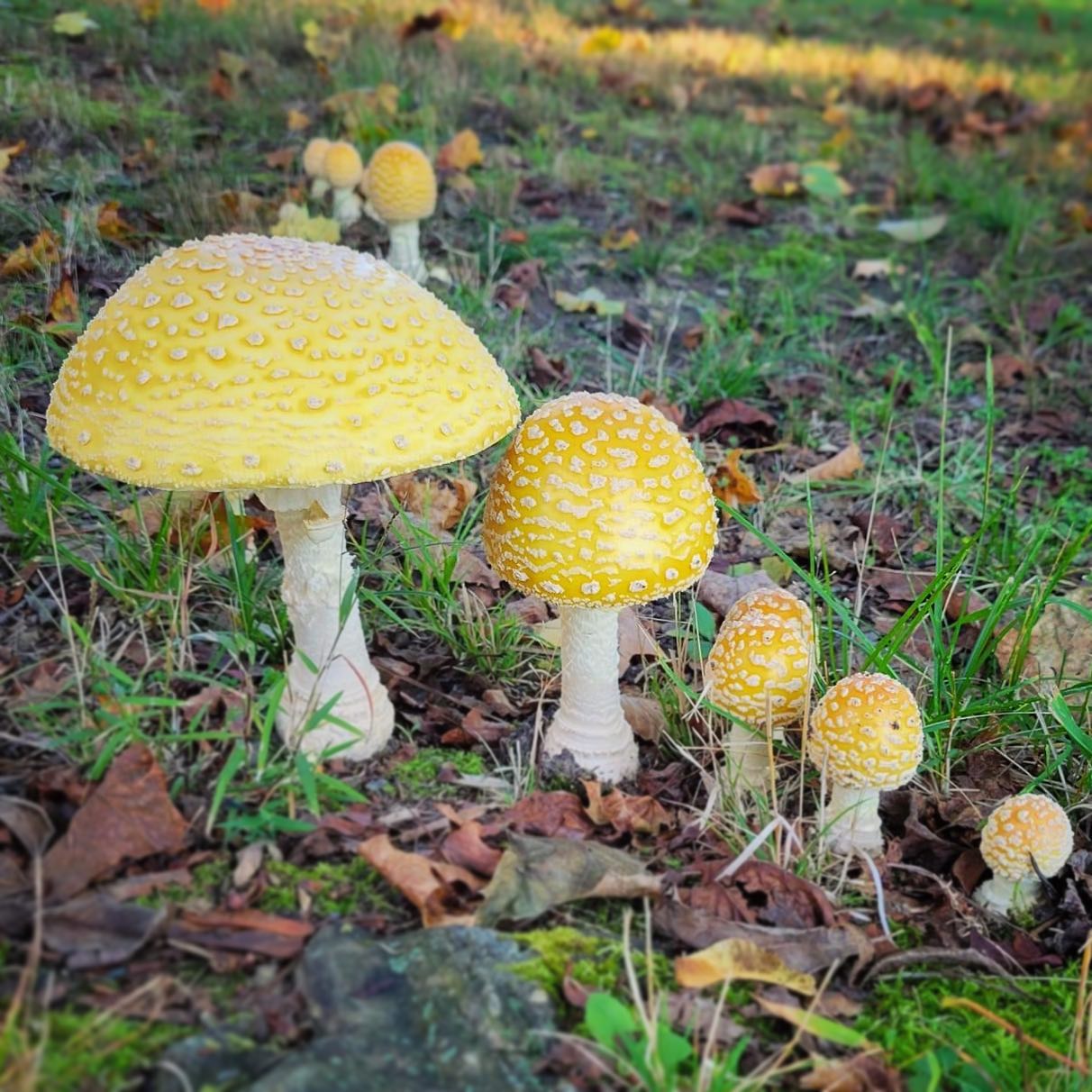 Желтый мухомор (Amanita gemmata)
