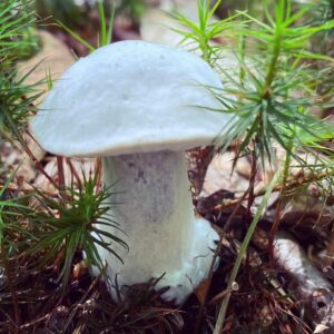 Белый подберезовик (Leccinum holopus)