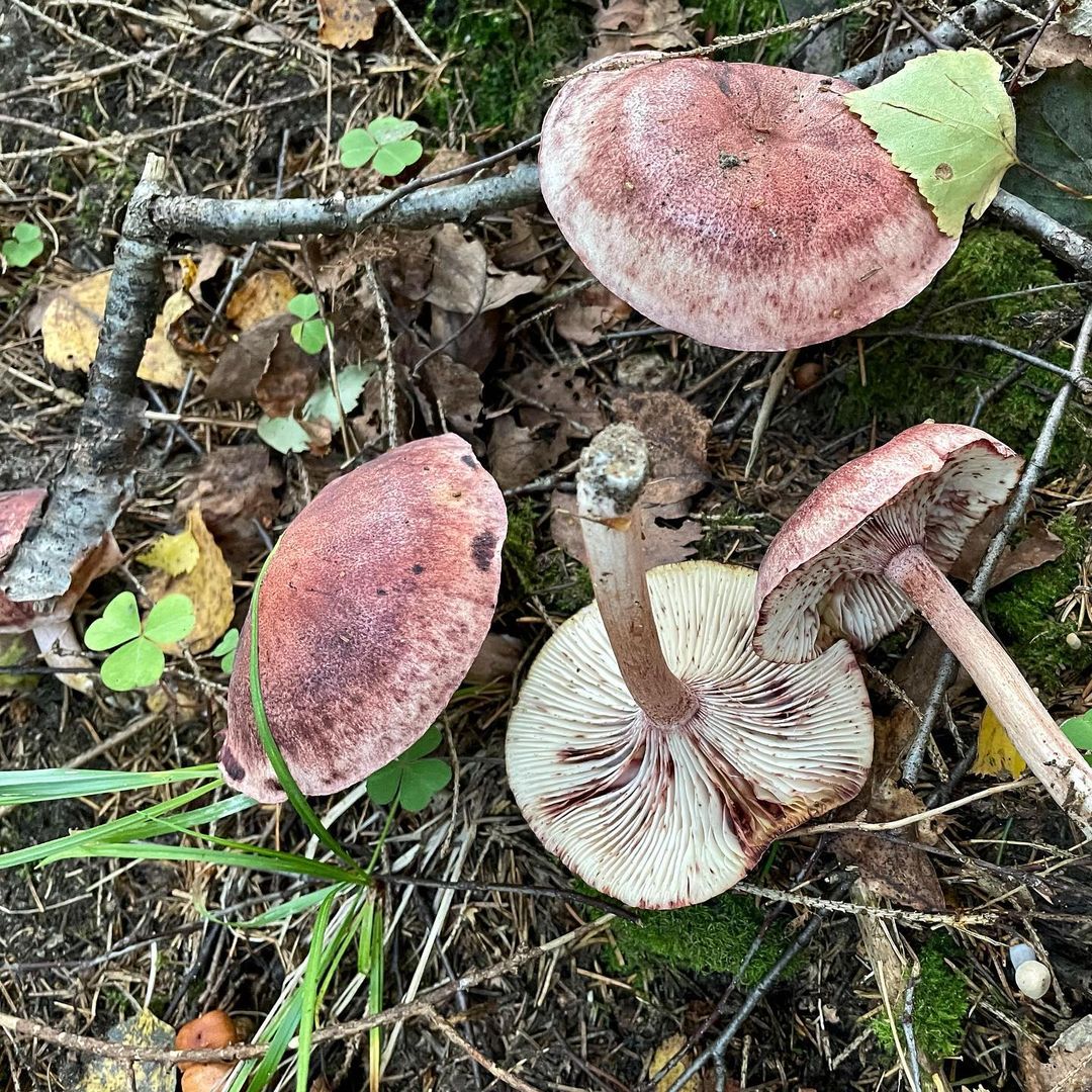 Гигрофор краснеющий или красноватый (Hygrophorus erubescens)
