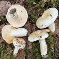 Груздь сизоватый (Lactifluus glaucescens)
