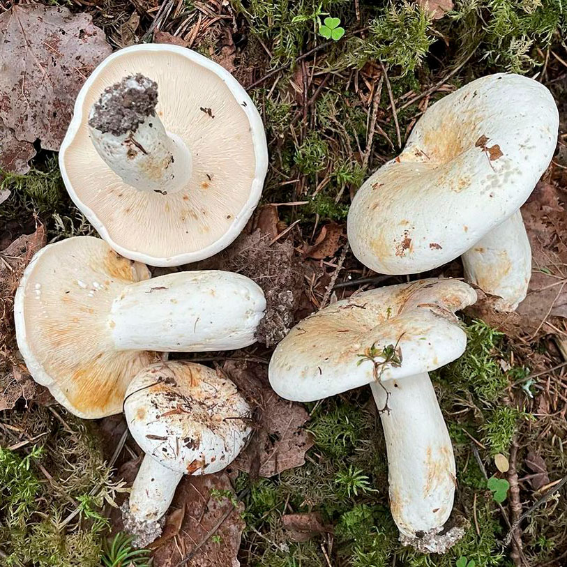 Груздь сизоватый (Lactifluus glaucescens)