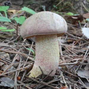 Окрашенноногий подосиновик (Harrya chromipes)