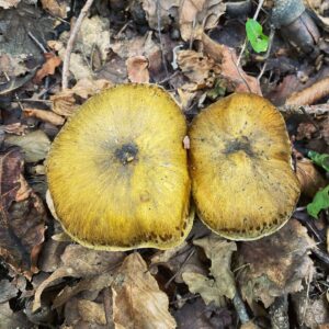Трихолома отличающаяся (Tricholoma sejunctum)