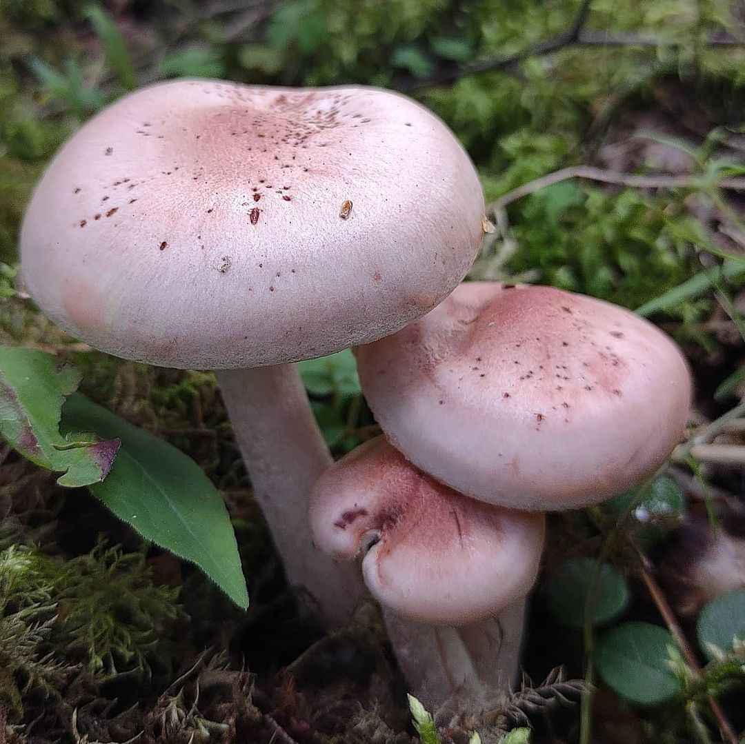 Гигрофор краснеющий (Hygrophorus erubescens)