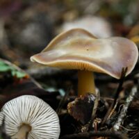 Коллибия каштановая (Rhodocollybia butyracea)