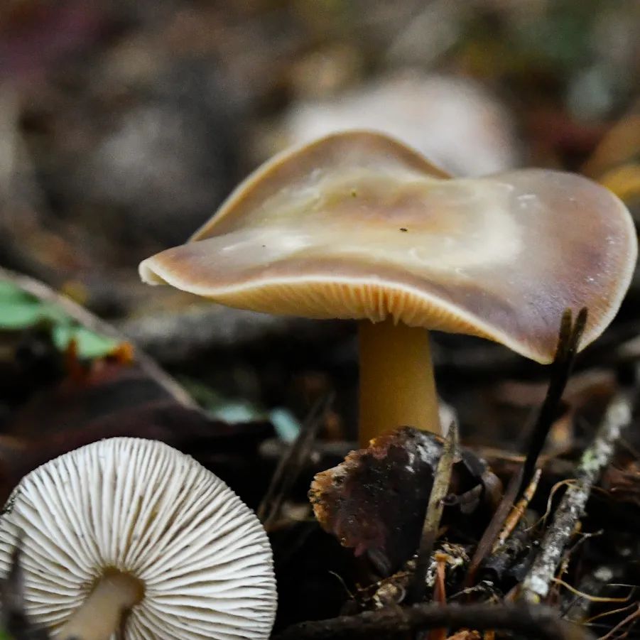 Коллибия каштановая (Rhodocollybia butyracea)