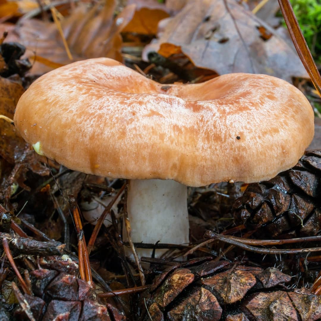 Млечник золотистый (Lactarius chrysorrheus)