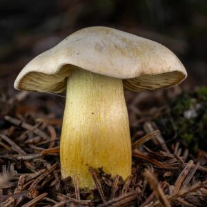 Рядовка серная (Tricholoma sulphureum)