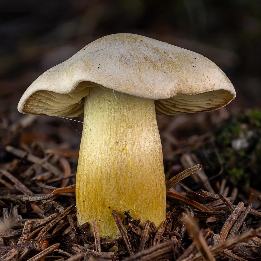 Рядовка серная (Tricholoma sulphureum)