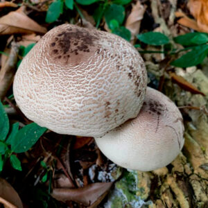 Зонтик чешуйчатый (Lepiota brunneoincarnata)