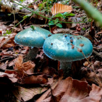 Строфария небесно-синяя (Stropharia caerulea)