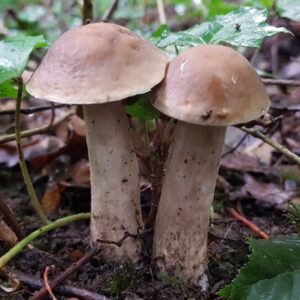 Серый подберезовик (Leccinellum pseudoscabrum)