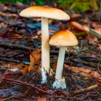 Поплавок желто-коричневый (Amanita fulva)
