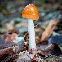 Поплавок желто-коричневый (Amanita fulva)
