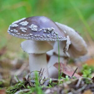 Мухомор толстый (Amanita excelsa)