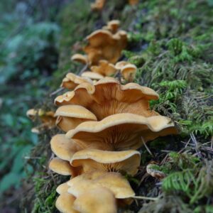 Вешенка оранжевая (Phyllotopsis nidulans)