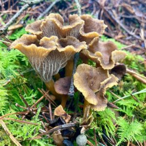 Лисичка трубчатая (Craterellus tubaeformis)